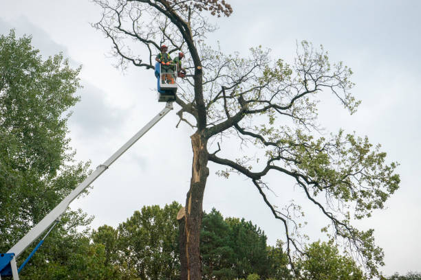 Best Tree Trimming Near Me  in Crocker, WA